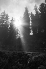 Fototapeta premium Sun rays streaming through misty forest along a quiet mountain path, peaceful woodland scenery with soft morning light and tranquil atmosphere