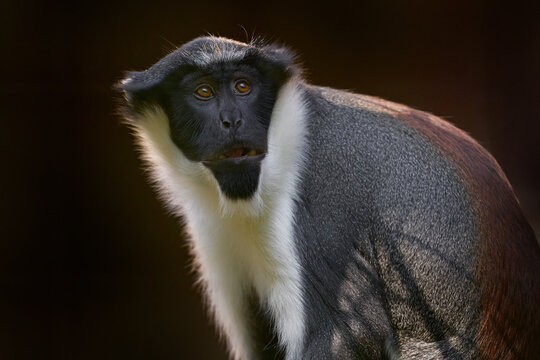 Diana monkey, Cercopithecus diana, Ta&iuml; National Park, Ivory Coast in Africa. Close-up portrait of black and white monkey in the nature habitat. Nature Wildlife. Diana monkey,  in the forest, Africa.