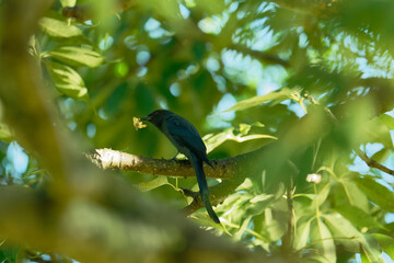 Black Drongo Bird Eating Bug on Twig with Blurred Background