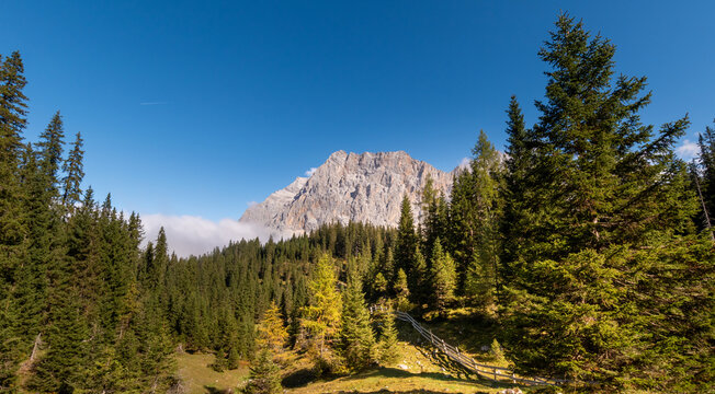 Alpine forest landscape with fir trees and mountain meadow in front of the Zugspitze massif under clear blue sky, peaceful summer scenery in the Alps