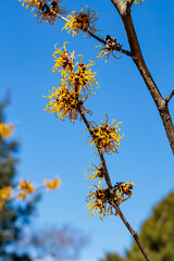 Yellow-flowered Witch Hazel Nina blooming in the forest in early spring.
