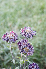 Purple aster flowers covered by thick layer of white frost in vibrant natural winter garden.