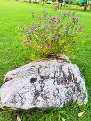 flower  in rock with the garden