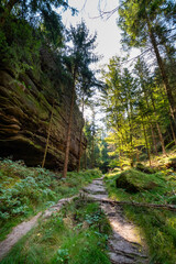 Forest hiking trail passing sandstone rock wall in Saxon Switzerland National Park, Germany, sunlit woodland path with rugged stone formations and lush green vegetation