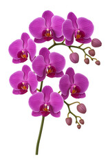 Blooming Purple Orchids High quality Realistic image.