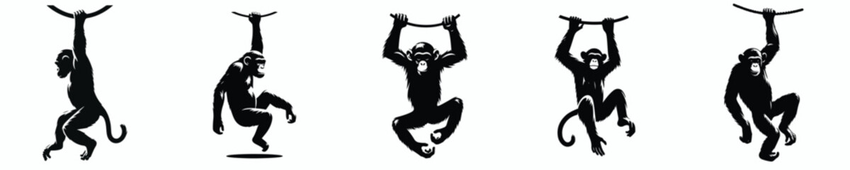 black and white silhouette vector of a chimpanzee © Andi