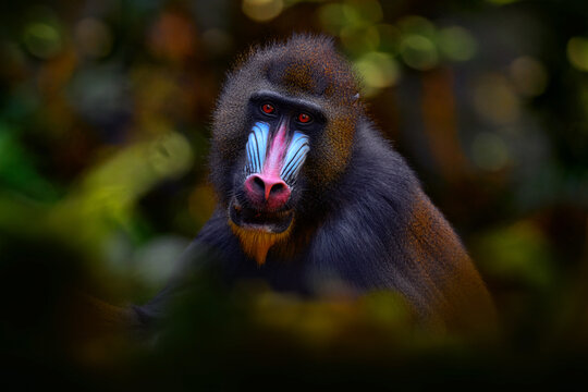 Mandrill open muzzle mouth, Mandrillus sphinx, sitting on tree branch in dark tropical forest. Animal in nature habitat, in forest. Detail portrait of monkey from central Africa, forest in Gabon.