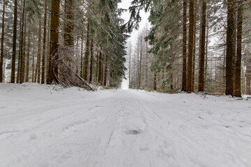 Low angle view of a snow-covered forest road between tall conifer trees, quiet winter woodland scene with fresh snowfall, soft light and calm atmosphere