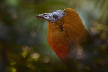 Capuchinbird, Perissocephalus tricolor,  large passerine bird of the family Cotingidae. Wild calfbird in the nature tropic forest habitat. Bird sitting on the branch in jungle, Brazil, South America.