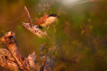 Bird in sunset, Africa. White-browed coucal or lark-heeled cuckoo,Centropus superciliosus, species of bird in family Cuculidae, sitting in branch in wild nature. Big bird coucal in habitat, Okavango.