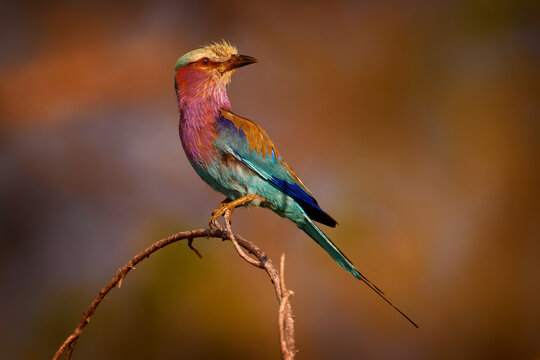 Lilac-breasted roller, Coracias caudatus, head with blue sky. Pink and blue animal. Evening sunset with bird on the tree. Beautiful African bird, close-up portrait. Detail portrait of beautiful bird,