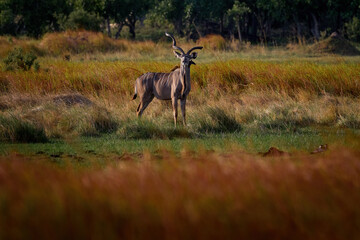 Africa sunset. Kudu sunset in the orange evening vegetation, hidden in the forest. Greater kudu big antelope, Tragelaphus strepsiceros,  handsome antelope with spiral horns, Khwai River in Botswana.