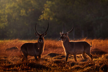 Waterbuck, Kobus ellipsiprymnus, large antelope in Africa. Nice African animal in the nature...