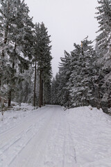 Fototapeta premium Winter forest path through snow-covered conifer trees, symmetrical woodland corridor with frosted branches and fresh snow, peaceful and serene winter scenery