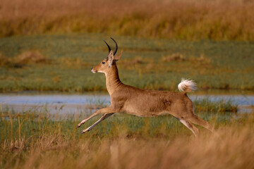 Southern reedbuck, Redunca arundinum, diurnal antelope jump above the water, Khwai River in Botswana. Wildlife in Africa.  Reedbuck in nature, mammla in grass habitat.