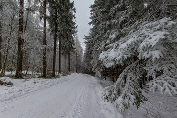 Obraz premium Snow-covered forest road lined with frosted conifer trees, quiet winter woodland scene with fresh snowfall and soft light, calm and atmospheric nature landscape