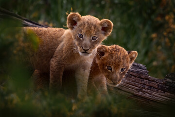 Young kitten lion cute portrait.  Botswana wildlife. Lion close-up. Animal in fire burnt place,...