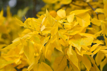 tree branches with colorful autumn leaves in the forest