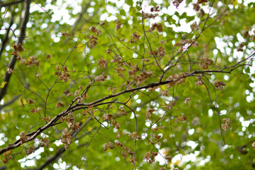 tree branches with colorful autumn leaves in the forest
