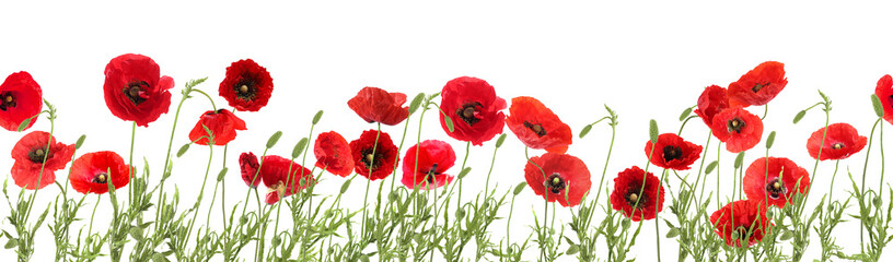 Bright red poppy flowers on white background, banner design