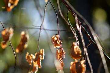 tree branches with colorful autumn leaves in the forest