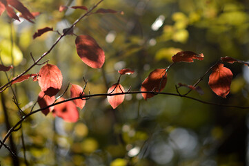 tree branches with colorful autumn leaves in the forest