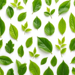 Naklejka premium Pattern of various green leaves on white background