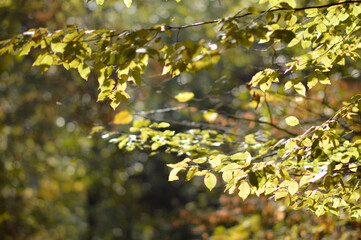 tree branches with colorful autumn leaves in the forest