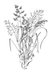 Bunch of meadow grass vector