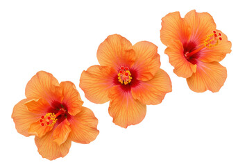 Three orange hibiscus flowers isolated on transparent background, tropical floral elements for summer designs in PNG format