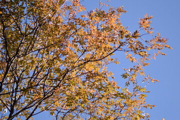 tree branches with colorful autumn leaves in the forest