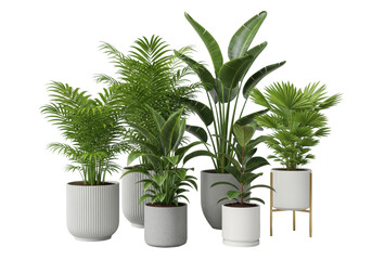 Obraz premium Diverse green areca, kentia, bird of paradise, ficus, fan palms in modern textured, concrete, ceramic/gold pots, isolated on a transparent background, concept of modern botanical interior design