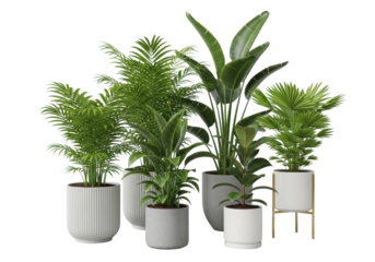 Diverse green areca, kentia, bird of paradise, ficus, fan palms in modern textured, concrete, ceramic/gold pots, isolated on a transparent background, concept of modern botanical interior design
