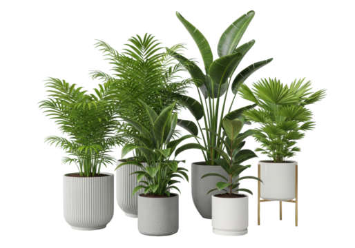Diverse green areca, kentia, bird of paradise, ficus, fan palms in modern textured, concrete, ceramic/gold pots, isolated on a transparent background, concept of modern botanical interior design