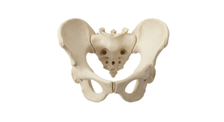 Human pelvis bone isolated on transparent background, anatomical skeletal structure for medical study and educational purposes