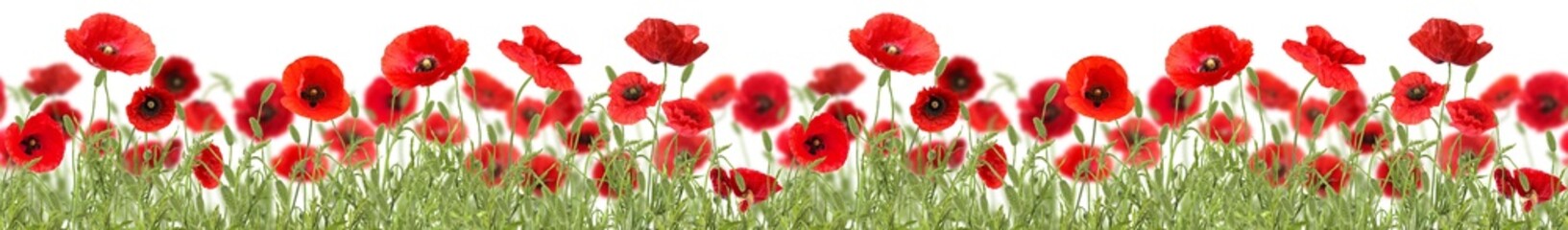Obraz premium Bright red poppy flowers on white background, banner design