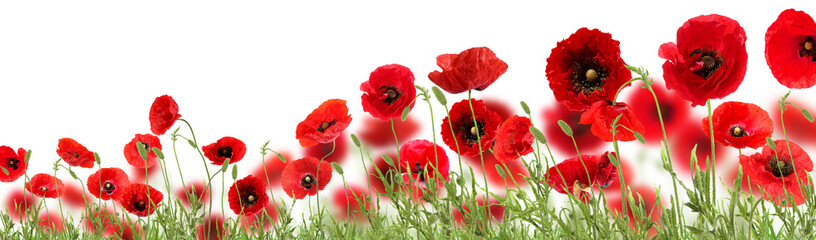 Obraz premium Bright red poppy flowers on white background, banner design