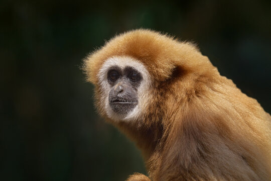 Lar gibbon, Hylobates lar, close-up portrait in the nature habitat. Golden monkey with black and white face in the nature habitat. Lar gibbon, forest tree in Khao Yai NP, in Thailand.