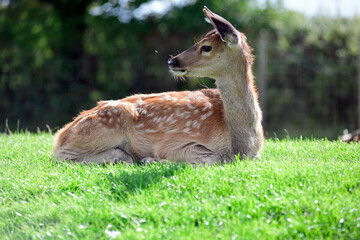 Red Deer Fawn