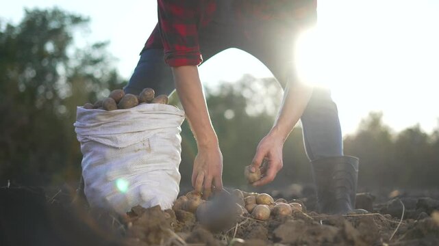 Harvesting potato by hand under sunlight, farmer bends to collect potato into sack on field, hands sorting potato on soil, rural farm harvest showing agriculture work and crop showing potato