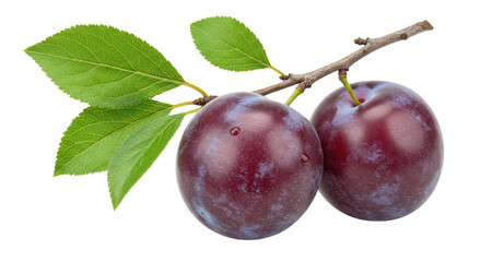 Two ripe plums on a branch with leaves isolated on transparent background, fresh fruit still life for healthy eating