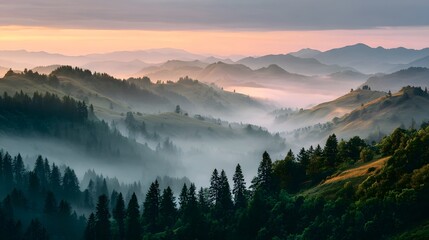 Obraz premium Misty pine forest morning scenery. Autumn forest covered in fog