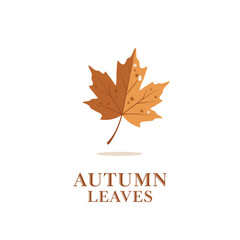 maple autumn fall orange nature yellow red season leaf 