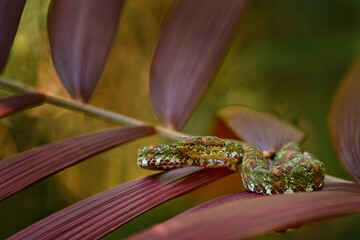 Central American eyelash-pitviper, Bothriechis nigroadspersus, sneke on the red plam tree leaf....