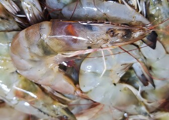 Fresh raw shrimp and prawns are a delicious, healthy seafood market meal