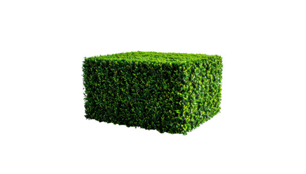 Cut green cube hedge on black