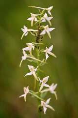 Lesser Butterfly-orchid, Platanthera bifolia, Czech wild orchid, flowering European terrestrial wild orchid, nature habitat, detail of bloom with green clear background, Czech. Beautiful bloom detail.