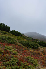 autumn colored vegetation on mountain side with small pine trees and blueberries red leaves around