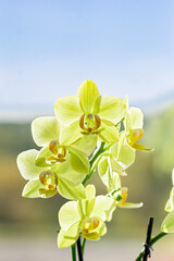 Yellow mini orchid in sunlight.