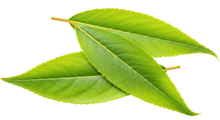 Two fresh green leaves isolated on transparent background, vibrant foliage for natural design elements in PNG format